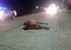 Ruta 79: colectivo proveniente de Mendoza impactó contra un caballo suelto