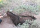 Chepes: rescataron a un caballo que cayó en un pozo mientras circulaba por la vía pública