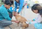  Chepes: realizaron jornada de vacunación y desparasitación en Chelcos y zonas aledañas