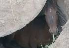 Bomberos Voluntarios de Ulapes rescataron a un caballo tras caer en un pozo ciego