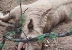 Misterioso hallazgo de vacas mutiladas genera preocupación en productores de Los Llanos riojanos