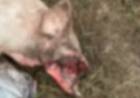 Catuna: investigan la aparición de un lechón mutilado en un campo rural