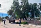 Chepes: continúan los trabajos de poda del arbolado urbano 