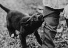 Ataque de un perro a un niño de 4 años en Desiderio Tello: el menor está fuera de peligro