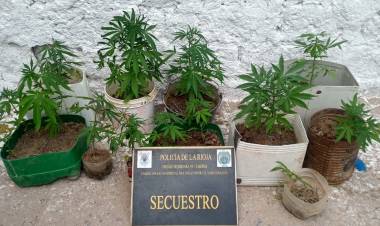 Chepes: Encuentran 16 plantines de marihuana en una vivienda.