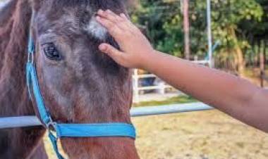 Olta: Un joven fue atacado por un caballo.