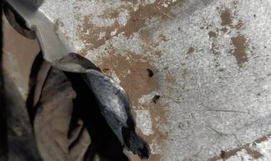 Chepes: Seria intencional la rotura de techo y obstrucción del desagüe pluvial en el Concejo Deliberante.