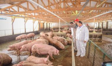 El Gobernador inauguró la nueva planta  de engorde de Cerdo de los Llanos en Ulapes.