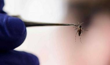 Dengue en La Rioja: «Estamos entrando en una fase de transmisibilidad alta».