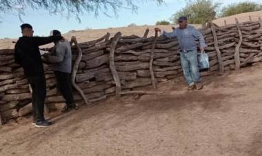 Chepes: Receptan animales vacunos en un campo municipal.