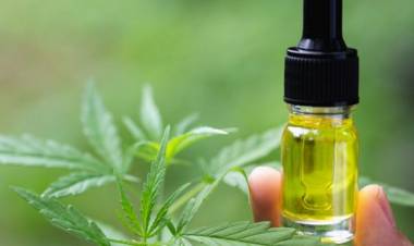 Aceite de Cannabis: Salen las primeras 3.000 dosis y 2.000 de ellas irán a las farmacias.