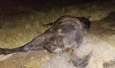 Chepes: Camión colisiona con caballo a la altura de los puentes.