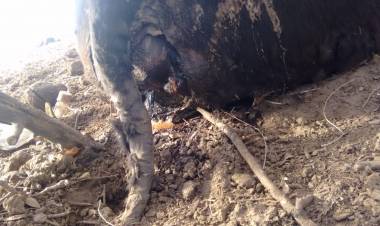 Encuentran vacas mutiladas al sur de Chepes