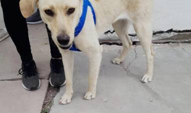 Chamical: “Ayuda Animal” y Municipio castraron más de 500 perros