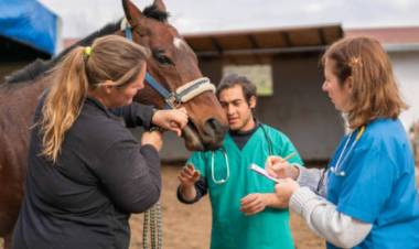 El Ministerio de Salud lanzó una alerta por casos de Encefalomielitis Equina La Rioja