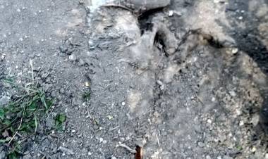 Chepes: vecinos denuncian que encuentran perros muertos