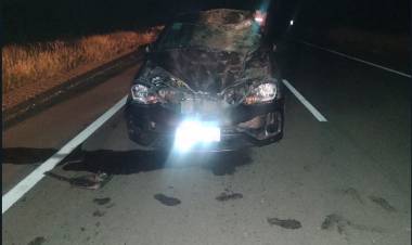 Ulapes: animales sueltos provocaron un accidente vial