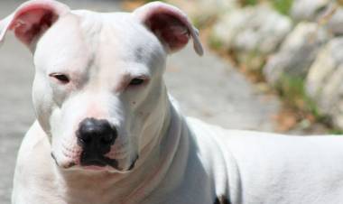 Chepes: un niño fue mordido por una perra