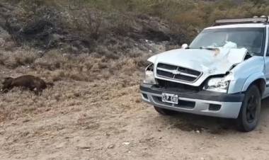 Dos riojanos heridos tras chocar contra un animal en Catamarca