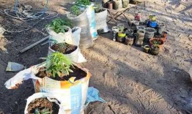 Chamical: Encuentran 281 plantines de marihuana. Dos detenidos