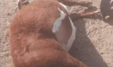 Chepes: Encontraron 2 animales “mutilados” en El Barreal