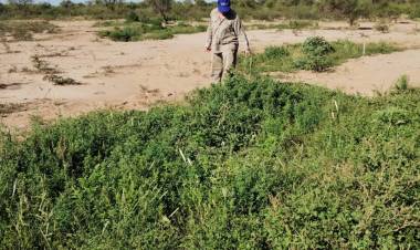 Seguimiento de resultados en el Campo Sol de Mayo en la lucha contra la desertificación