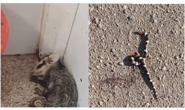 Chepes: Hallaron una comadreja y una Coral en la Escuela Nº 114