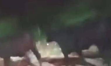 Chepes: queja de vecinos por animales sueltos en rutas