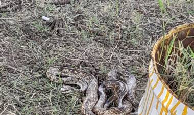 Capturan una serpiente en la Terminal de Ómnibus