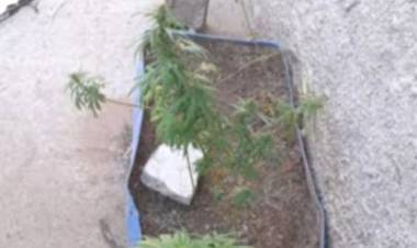 Chepes: Secuestraron 8 plantas de marihuana