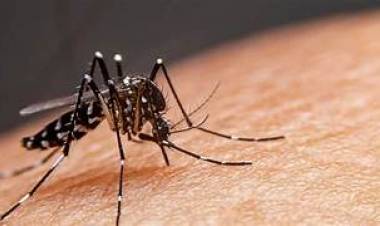Ulapes: El Comité Estratégico Dengue Manzanas Saludables instó a la población a mantener las medidas precautorias
