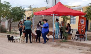 Barrio El Alto: con más de 50 mascotas atendidas en la campaña de vacunación y desparasitación