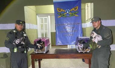 Chepes: Gendarmería rescató a cachorros y detuvo a un hombre por maltrato animal