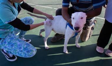 Chepes: exitosa campaña de vacunación antirrábica