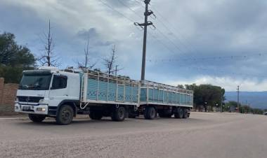 Detectaron camión con ganado sin registrar