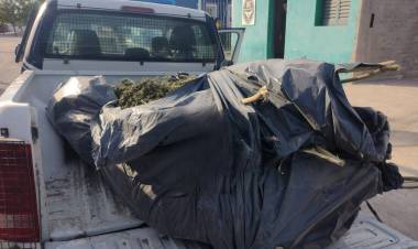 Chepes: Secuestran más de 70 kilos de plantas de marihuana