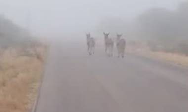 Chepes: Fuerte niebla y animales sueltos generan preocupación en Ruta Provincial 29