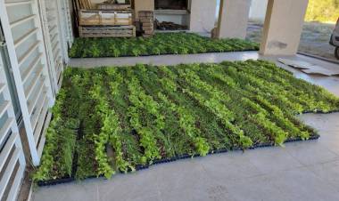 Rosario Vera Peñaloza: impulsan la producción hortícola local