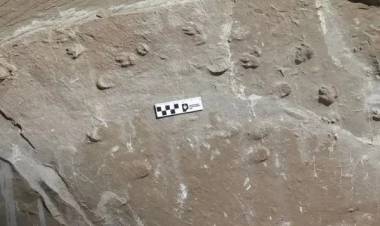 Descubrieron fósiles de una manada de mamíferos extintos hace 10 millones de años en Los Llanos riojanos