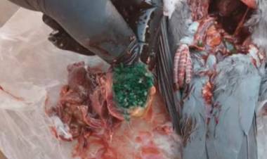 Vecinos de San Antonio alarmados por la aparición de palomas muertas cerca de las represas