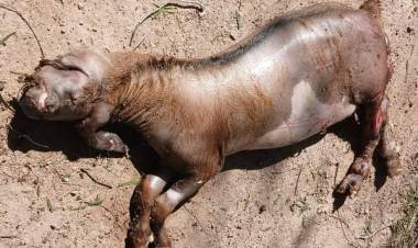 Extraño nacimiento en Ñoqueve: nace un cabrito con malformación