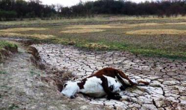 Chepes: Denuncian que los animales están muriendo por falta de Agua