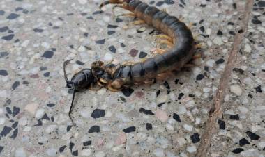 Aparición de “cien pies” genera preocupación en escuela técnica de Chepes