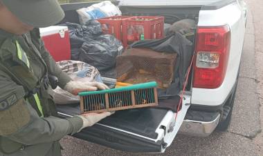 La Rioja: Secuestran hojas de coca y aves silvestres en operativos de control