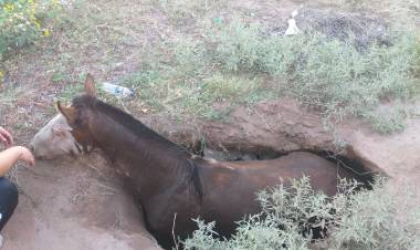 Chepes: rescataron a un caballo que cayó en un pozo mientras circulaba por la vía pública