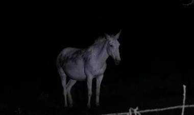 Chepes: operativo de seguridad vial permitió el retiro de equinos sueltos de la vía pública