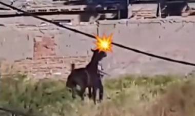 Denuncian maltrato a un caballo por parte de alumnos de una escuela en Chepes