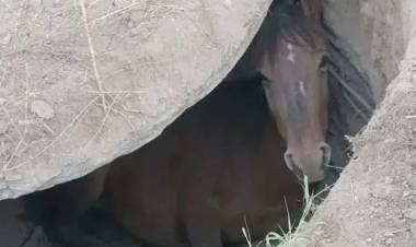 Bomberos Voluntarios de Ulapes rescataron a un caballo tras caer en un pozo ciego