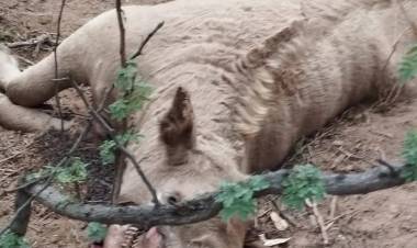 Misterioso hallazgo de vacas mutiladas genera preocupación en productores de Los Llanos riojanos
