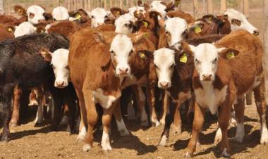 Investigan la desaparición de hasta 350 animales en un campo del departamento Rosario Vera Peñaloza